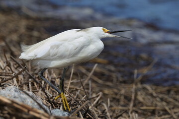 snowy egret in the grass