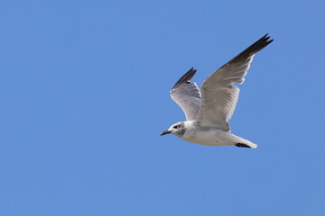 Seagull inflight against blue sky