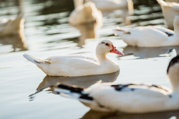 Geese Swimming on a Lake During Golden Hour