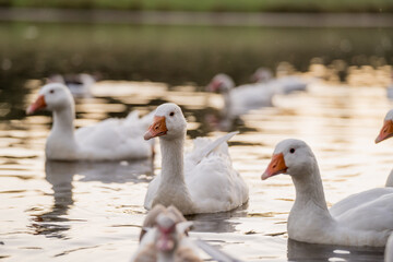 Geese Swimming on a Lake During Golden Hour