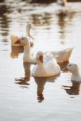 Geese Swimming on a Lake During Golden Hour