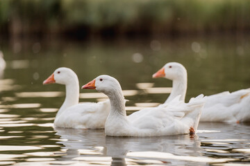 Geese Swimming on a Lake During Golden Hour