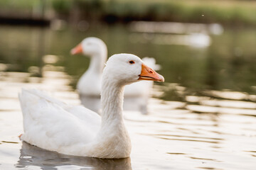Geese Swimming on a Lake During Golden Hour