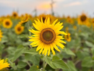 Fototapeta premium field of sunflowers