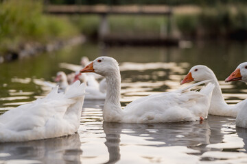 Geese Swimming on a Lake During Golden Hour