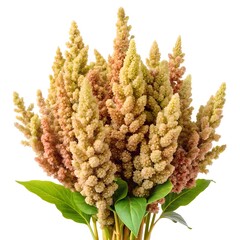 ears of quinoa