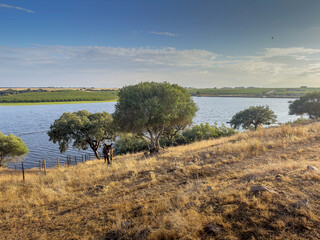 Donkey in the wild on an Alentejo plain with sunset light.