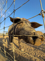 Close-up of pig seen from below.