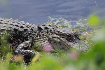American Alligator lying in the swamp