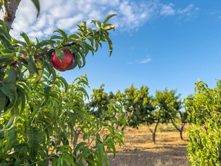 Beautiful peaches on a tree in late daylight.