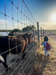 Girl playing with donkey in rural field.