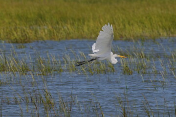 White egret bird flying over saltwater marsh. 