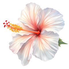 Fototapeta premium Hibiscus flowers watercolor isolated transparent, Generative AI