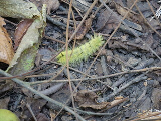 American Dagger Moth Caterpillar in Midwestern US