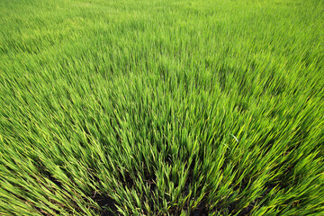 Lush Green Paddy Field Under Clear Sky