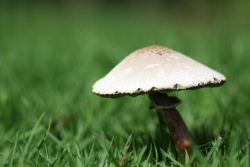 Close-up of Mushroom on Green Grass Surface