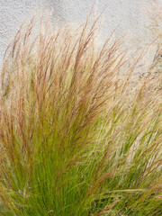 Mexican feather grass  (Stipa tenuifolia) forming a fountain of green hair and silky blondlight...