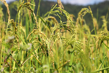 Golden Rice Fields Under Clear Blue Sky
