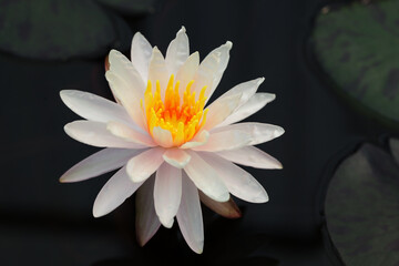 Beautiful Water Lily on Dark Background