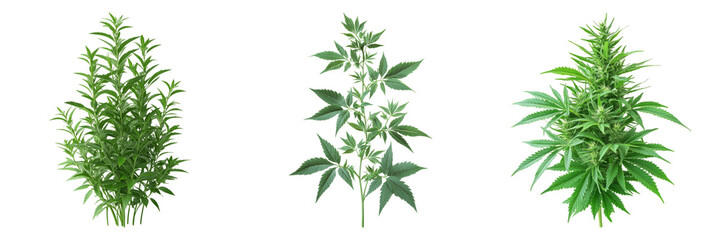 Fototapeta premium Herb plant isolated on a transparent background perfect for botanical-themed illustrations or herbal medicine designs.