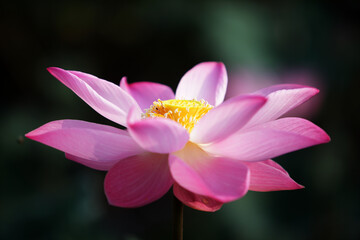 Beautiful Pink Lotus Flower in Bloom