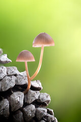 Seta arbol 