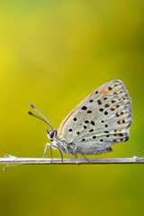 Mariposa primer plano 