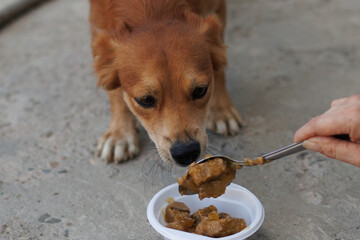 Alimentando aun perro abandonando para adoptarlo 