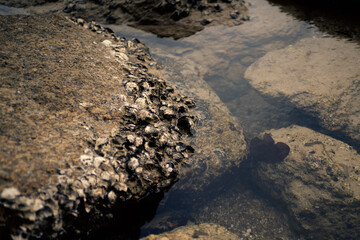 fish sand on the beach