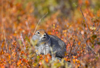 Arctic Ground Squirrel in Denali National Park Alaska in Autumn