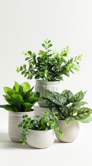 Fototapeta premium Desk Plant Arrangement on White