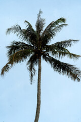 palm coconut trees 