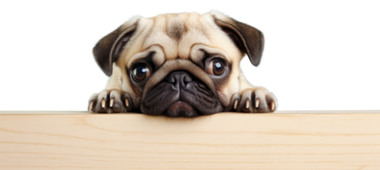 PNG Pug dog animal mammal puppy.