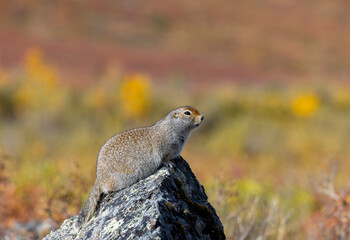 Arctic Ground Squirrel in Denali National Park Alaska in Autumn
