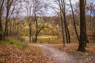 path in autumn forest