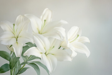 Fototapeta premium Elegant white lilies on a soft pastel background highlighting natural beauty and tranquility