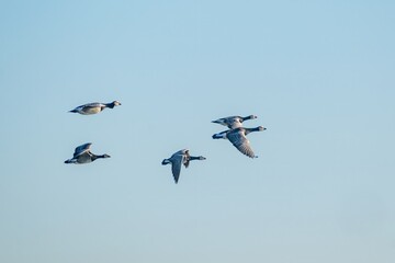 canada geese fly over the sea..