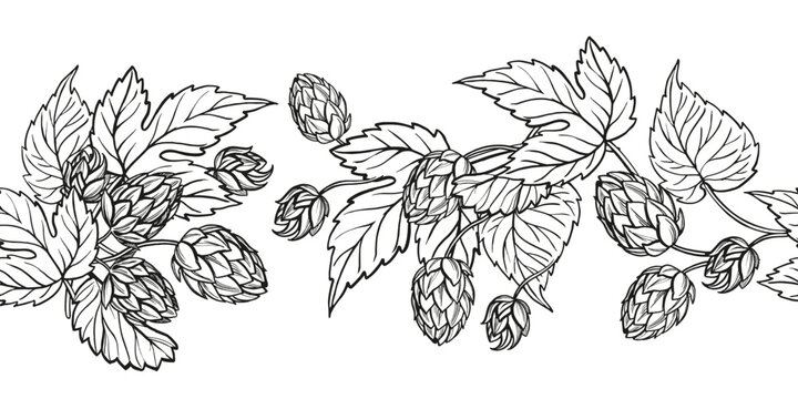 vector board of hop plant with leaves and buds, hand drawn craft beer ingredients, black and white illustration of branch humulus lupulus, inked illustration isolated on white background