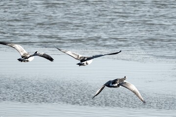 canada geese fly over the sea..