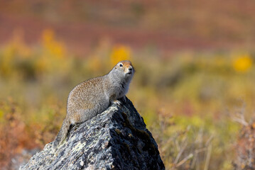 Arctic Ground Squirrel in Denali National Park Alaska in Autumn