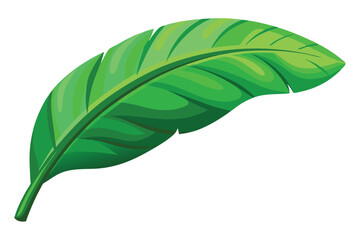 Tropical green banana leaf illustration on white background.