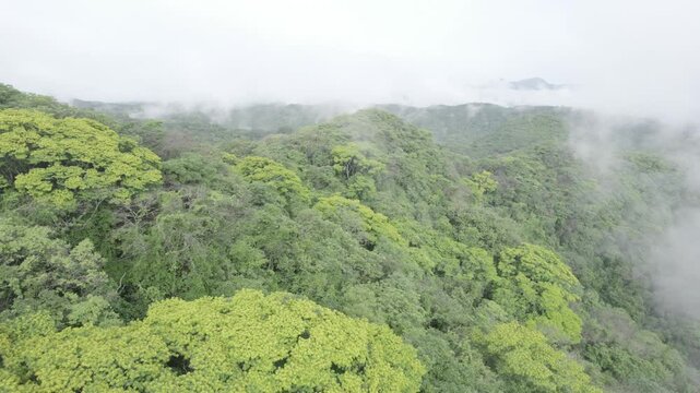 Sobre &aacute;rboles en una monta&ntilde;a, vuelo con dron sobre las copas de los arboles en el campo 