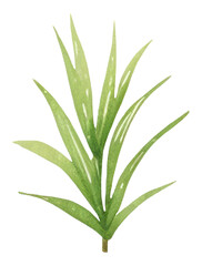 Obraz premium PNG Jungle plant leaf nature.