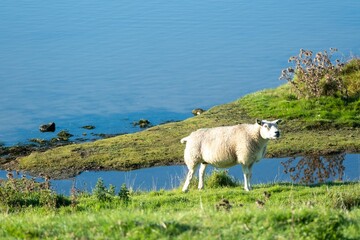sheep on meadow in front of lake