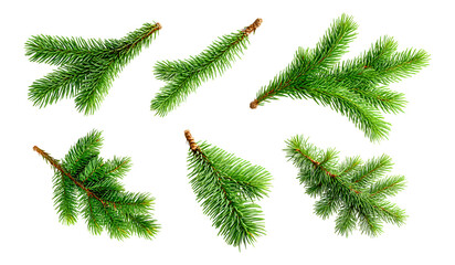  Set of wist of green pine leaf emlent isolated on white