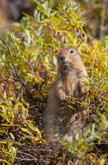 Arctic Ground Squirrel in Denali National Park Alaska in Autumn