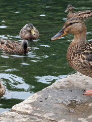 Bird duck wild nature 