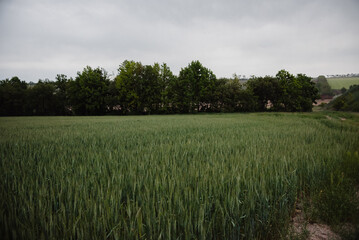 Landscape with green wheat field and cloudy sky in the background.