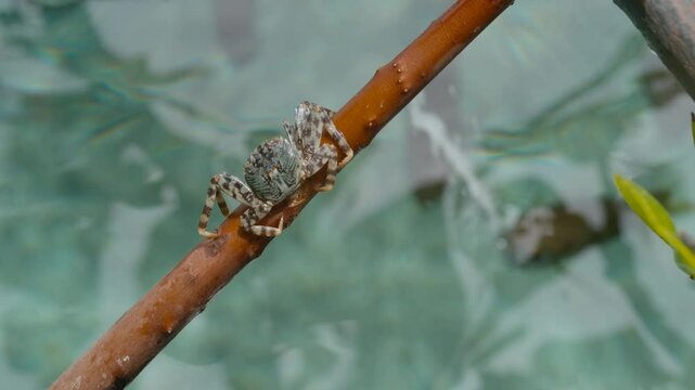 Archerfish hunting creatures out of the water