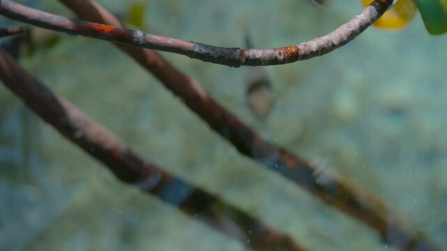 Archerfish hunting creatures out of the water